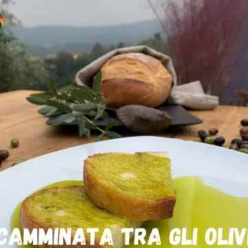 Camminata tra gli olivi: #Abbracciaunolivo in 156 Città dell’Olio