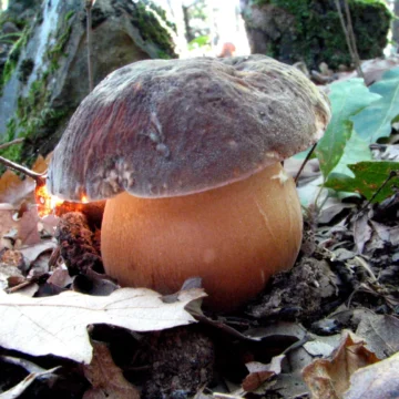 La Fiera del fungo di Borgotaro IGP si prepara per settembre