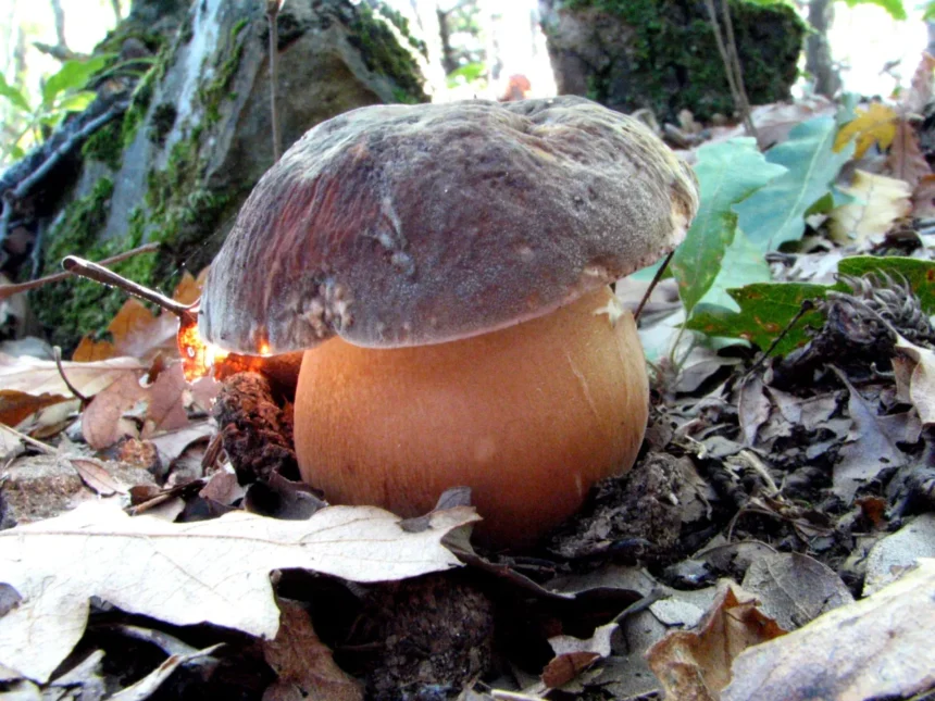La Fiera del fungo di Borgotaro Igp al via