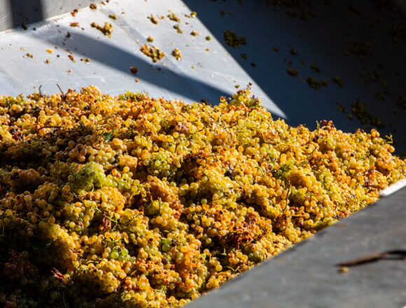 Uve Vernaccia E’ iniziata la vendemmia della cantina Contini 1898
