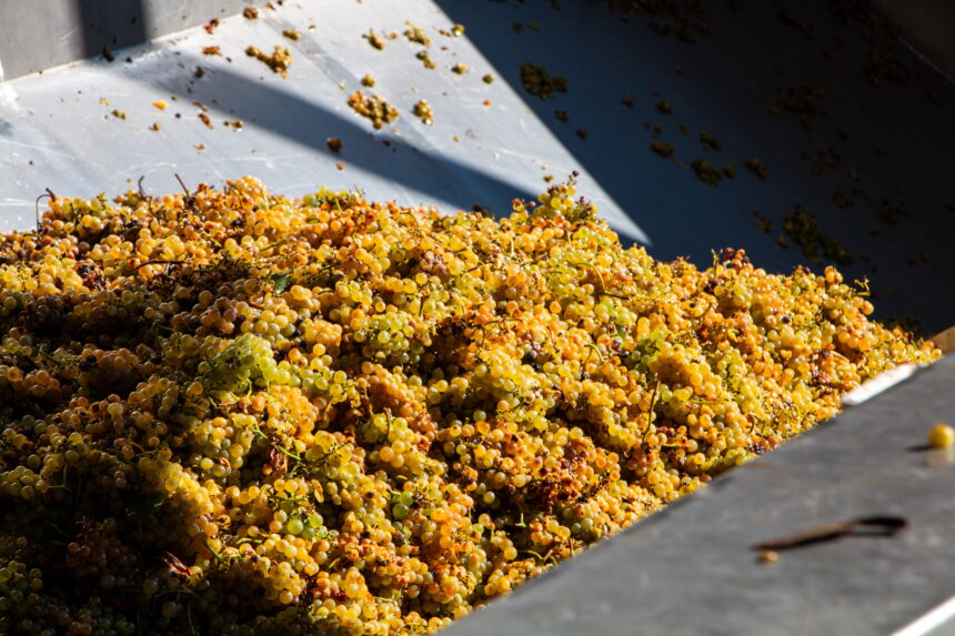 Uve Vernaccia E’ iniziata la vendemmia della cantina Contini 1898