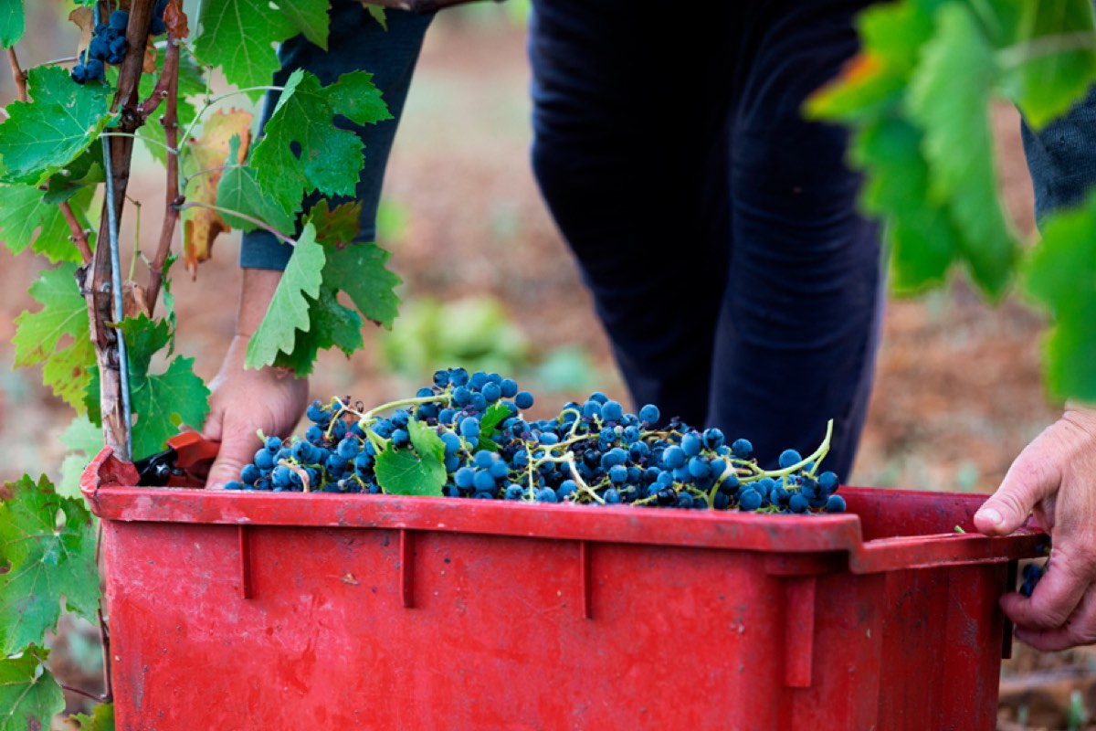 Grappoli appena raccolti nella cassetta durante la vendemmia