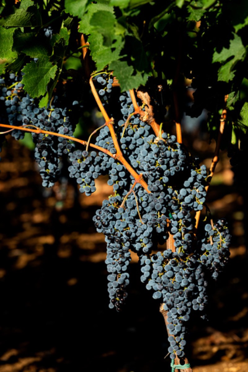 Grappoli di Aglianico sulla vite